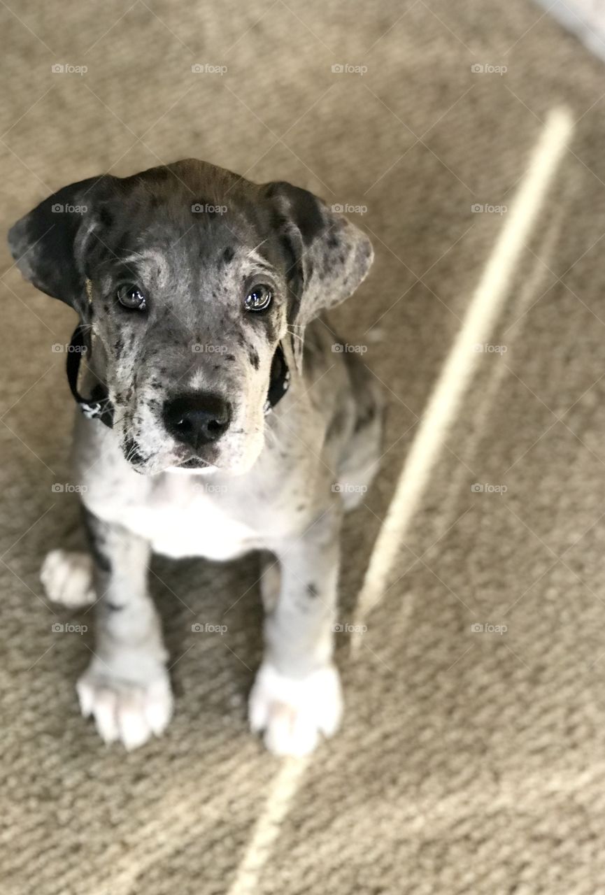 Empty Space Portrait of an 8 week old Daniff Puppy (half great dane, english mastiff) 