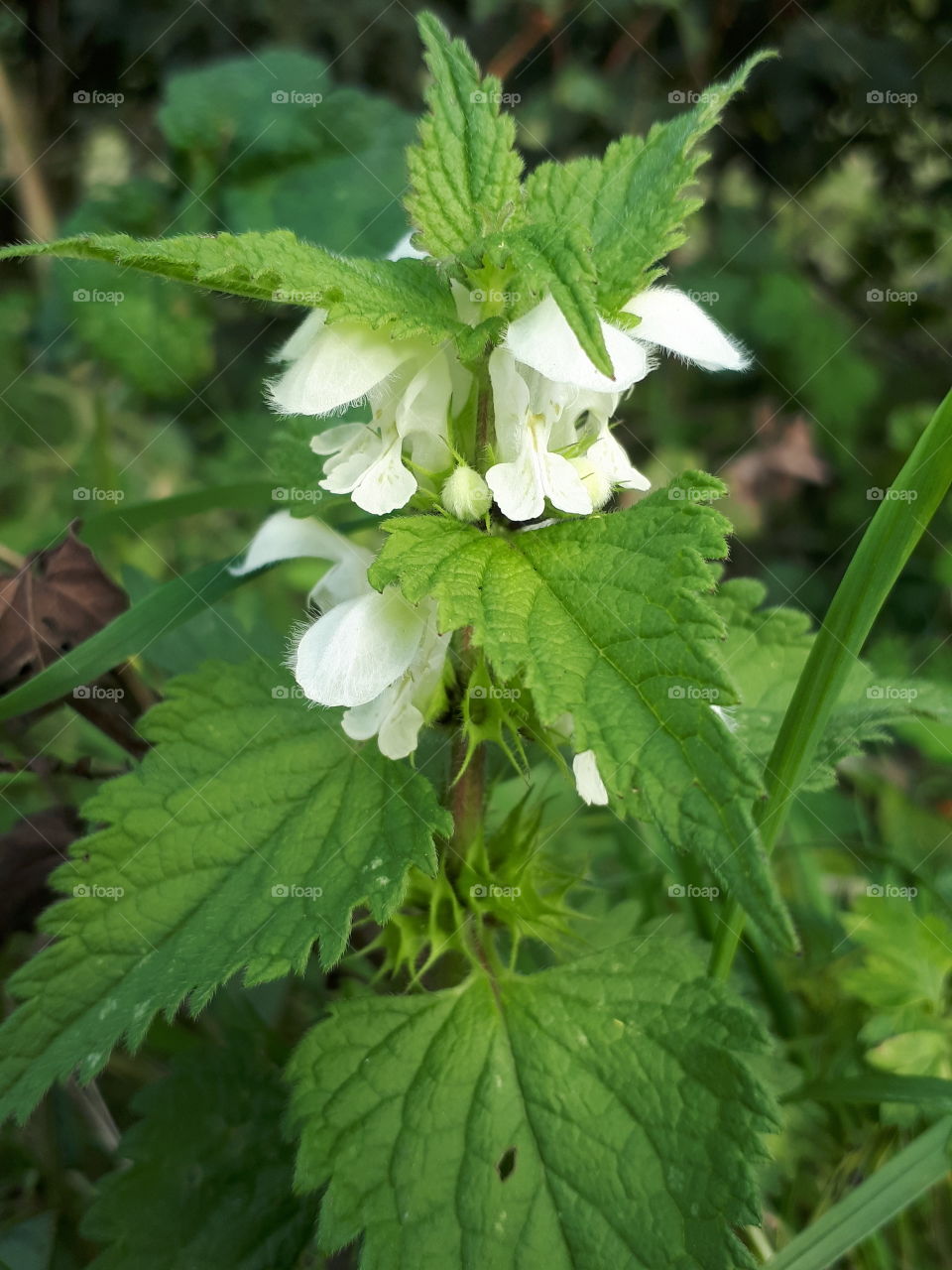 Green And White Flora