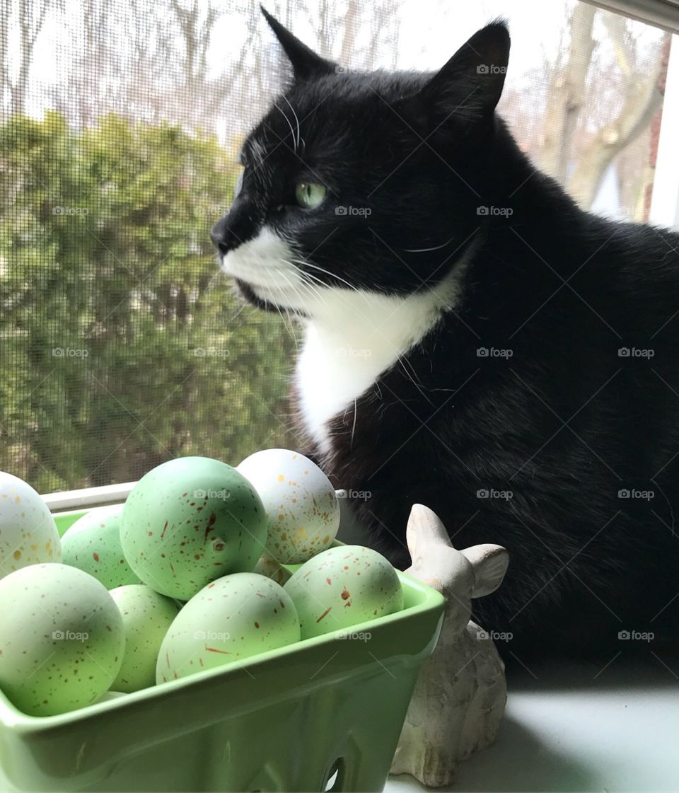 Black cat with Easter eggs