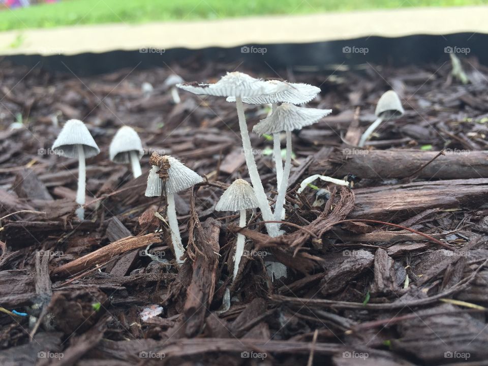 Teeny Mushrooms