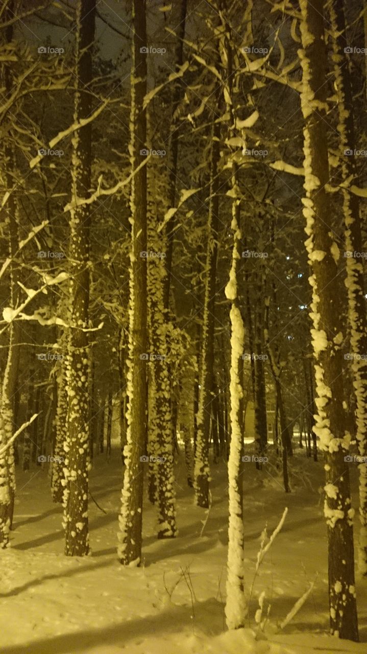 mysterious winter forest