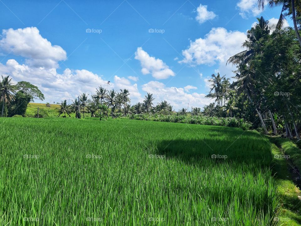 The landscape of a paddy field in a sunny day.