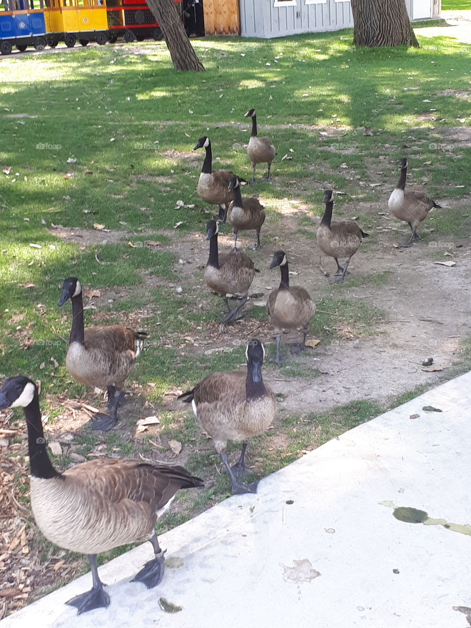 ducks ducks and more ducks