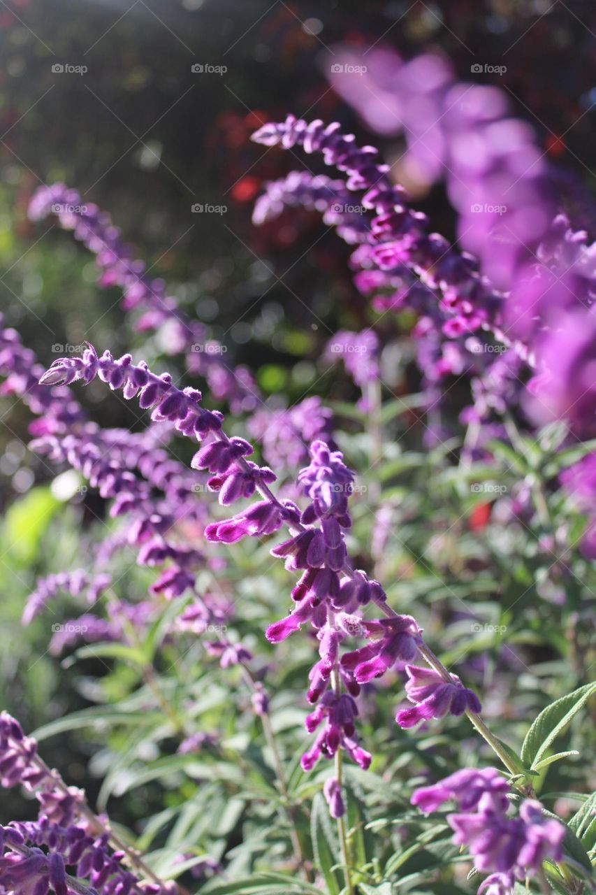 There will always be flowers for those who want to see them 