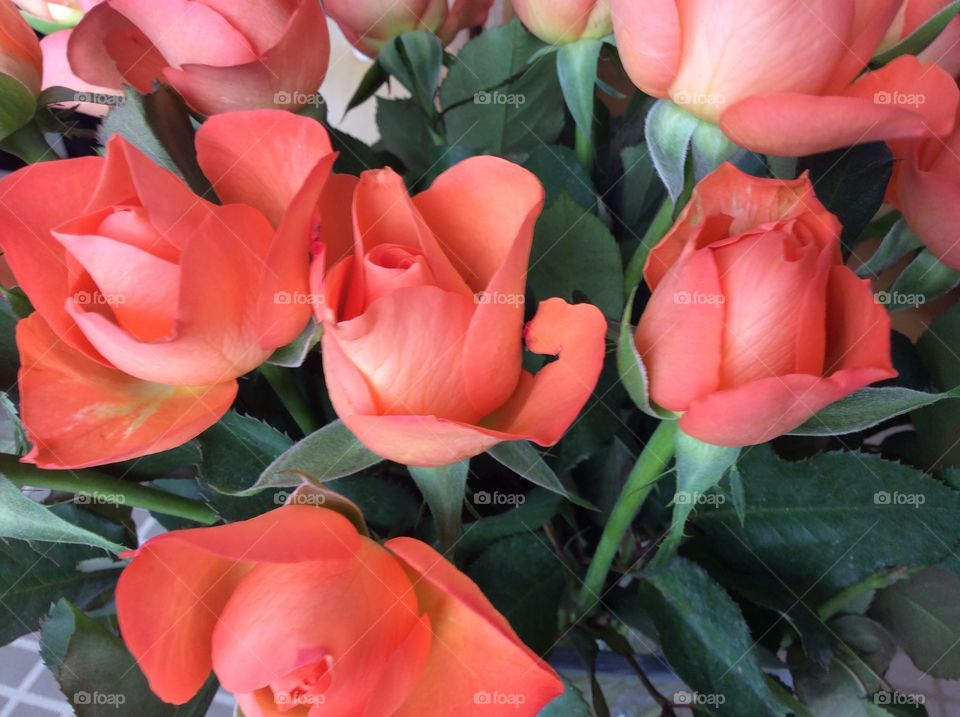 Blooming roses in garden