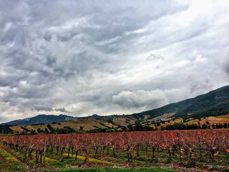 Vineyard in Chile 