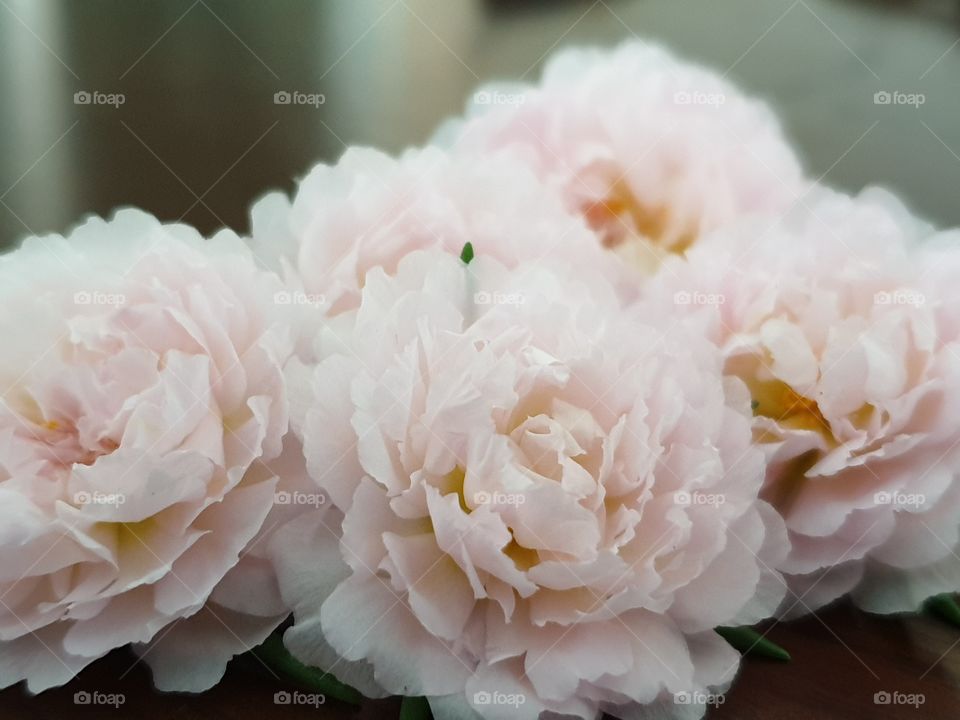 my beautiful Portulaca grandiflora