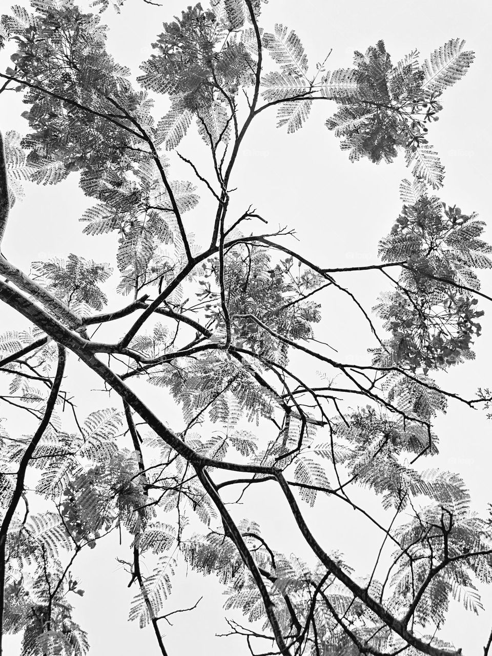 Looking up at the leaves and branches