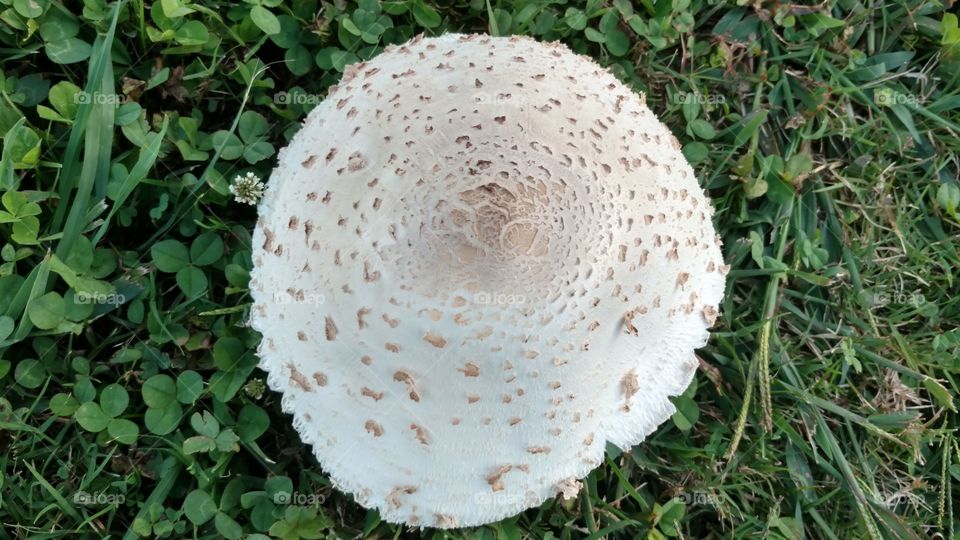 Fungus, Mushroom, Nature, Flora, Wood