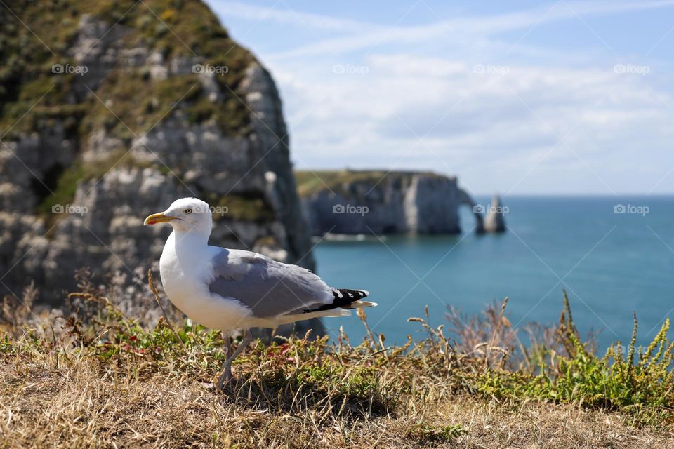 One posing seagull looking at the camera stands on top of a mountain overlooking the north sea with cliffs on the coast in Normandy France, close-up side view.