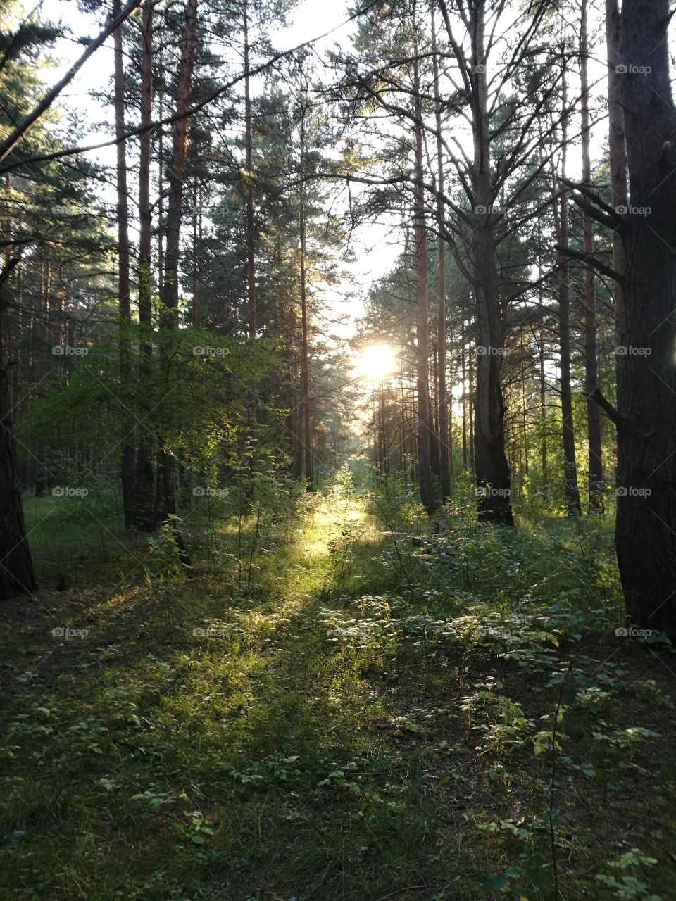 Сосновый лес