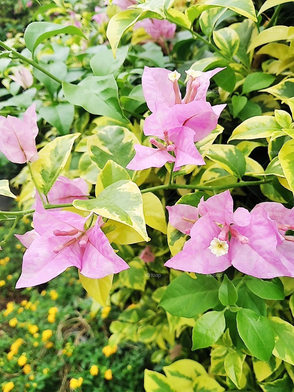 Light purple bougenville flowers