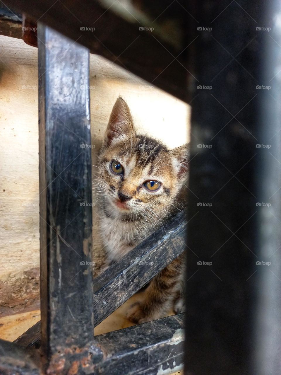 Cute kitten behind the iron pole
