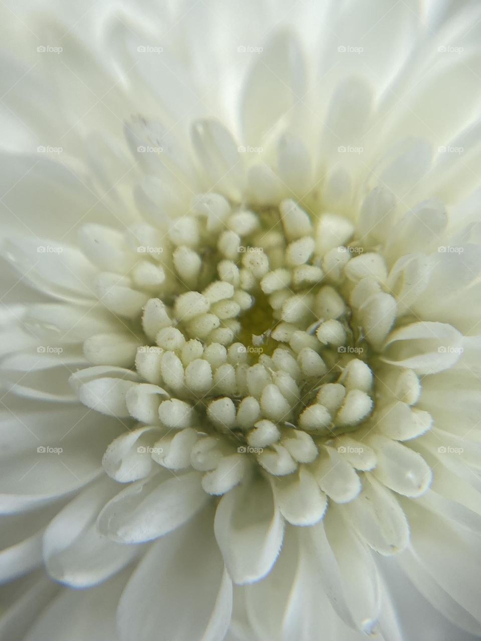 Chrysanthemum 