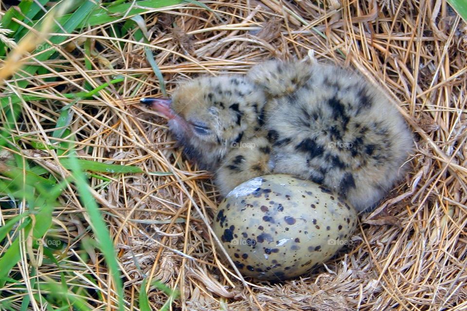 Tern nest with chick and egg