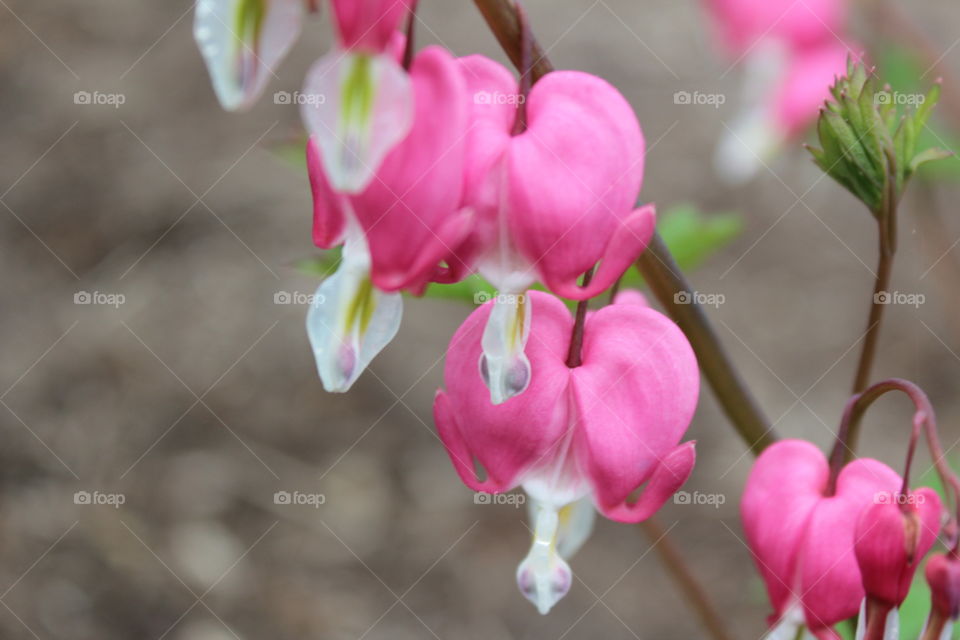 Bleeding Heart