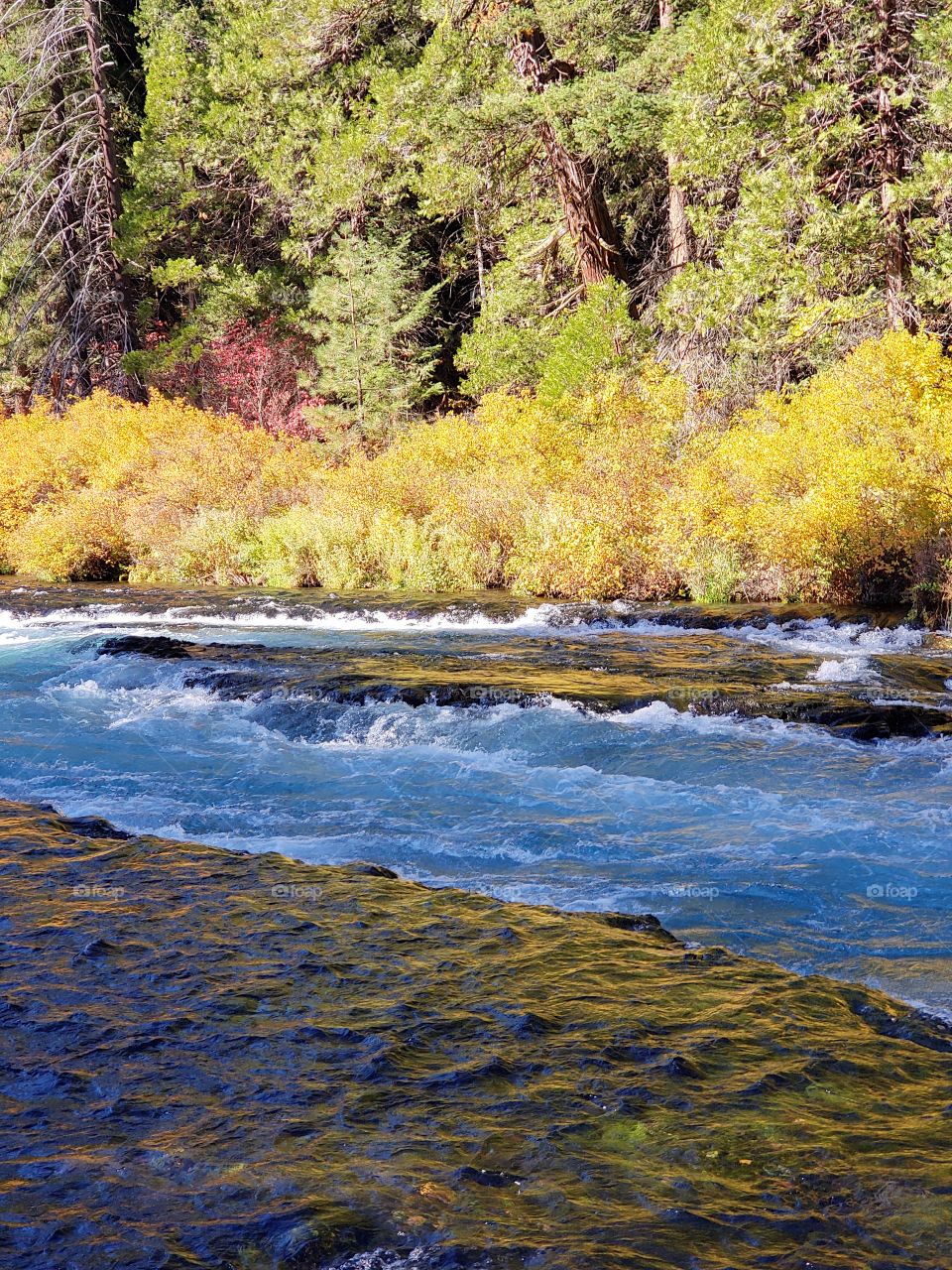 Stunning fall colors on the riverbanks of the turquoise waters of the Metolius River at Wizard Falls in Central Oregon on a sunny autumn morning.