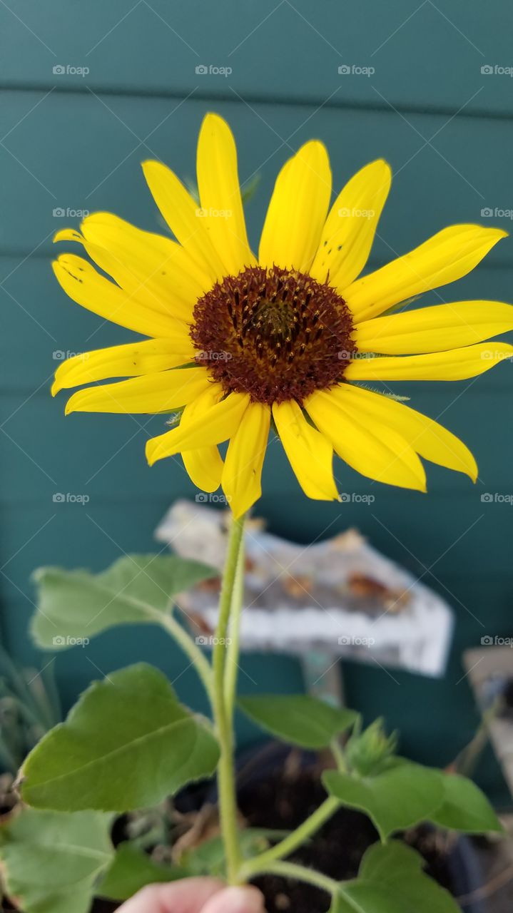 Baby Sunflower