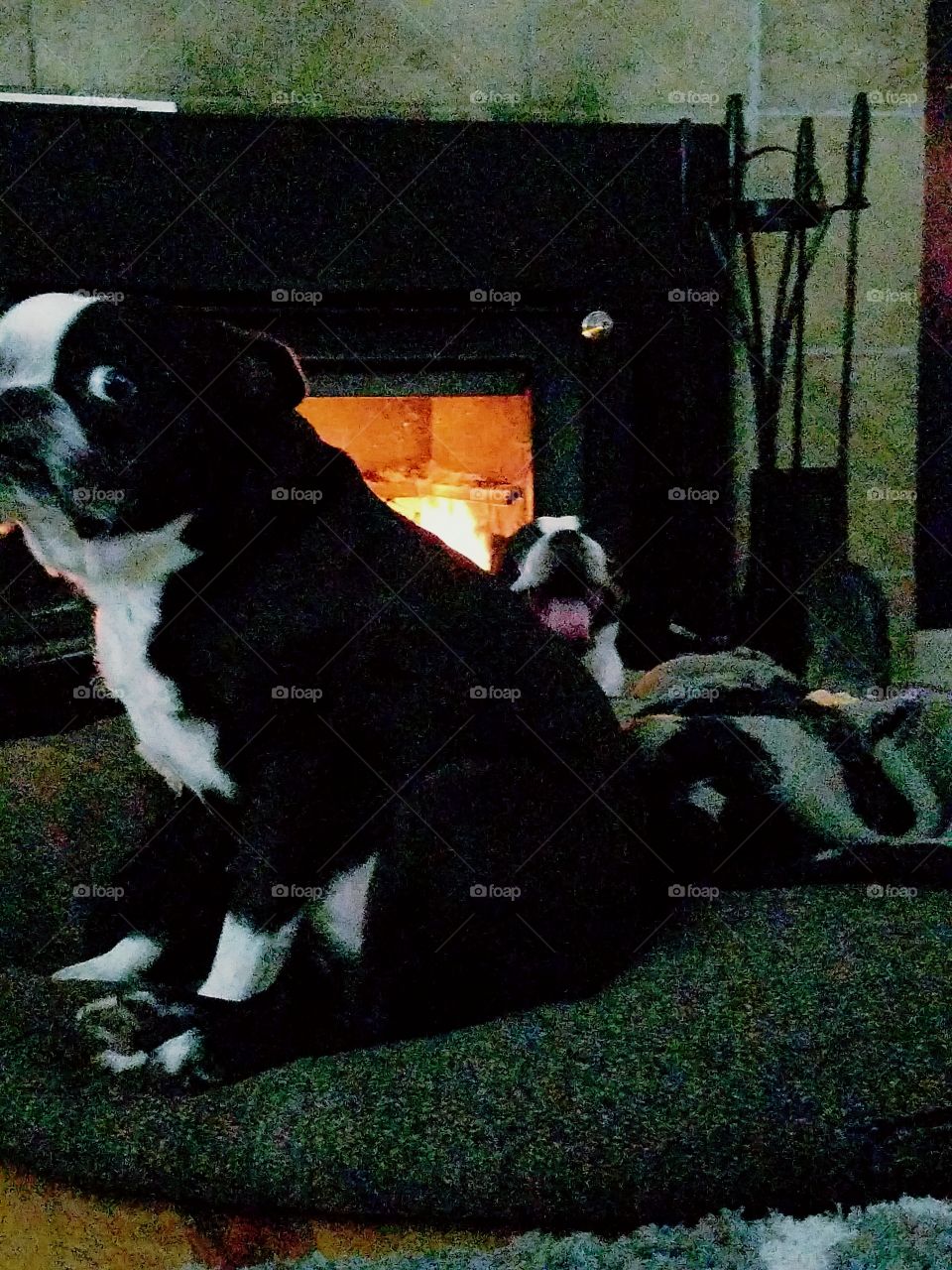 Pete and Piggy yawning by the fire