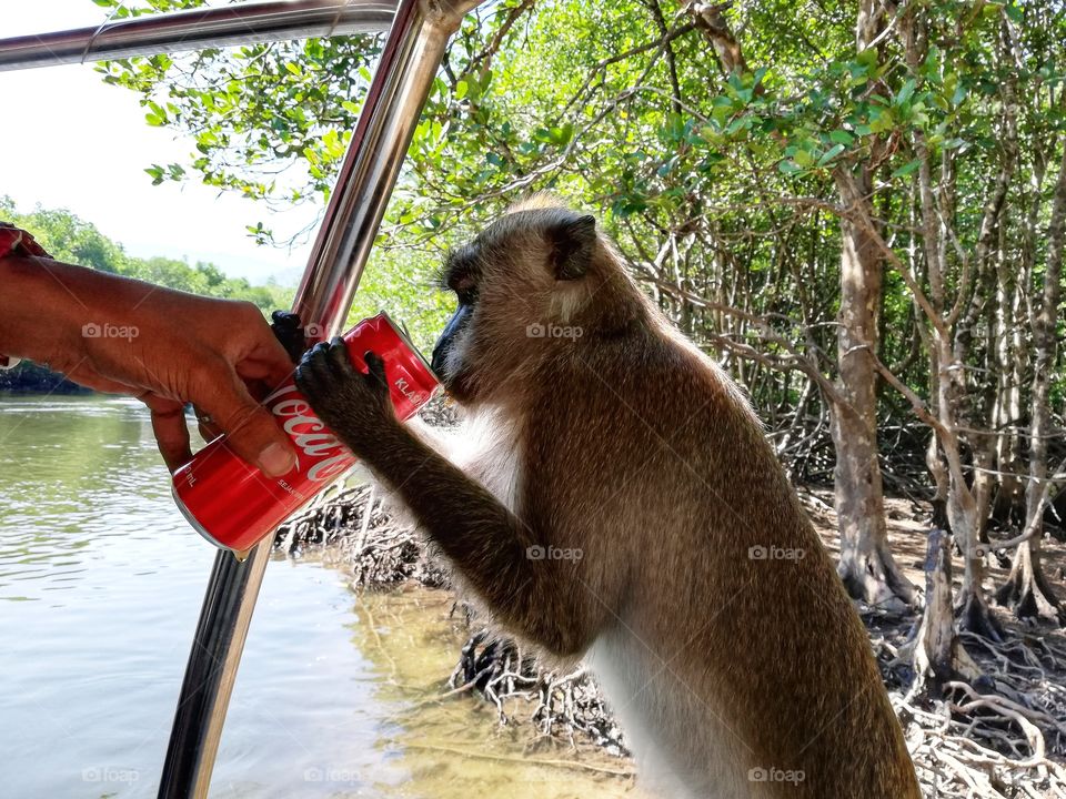 even animals choose Coca Cola!