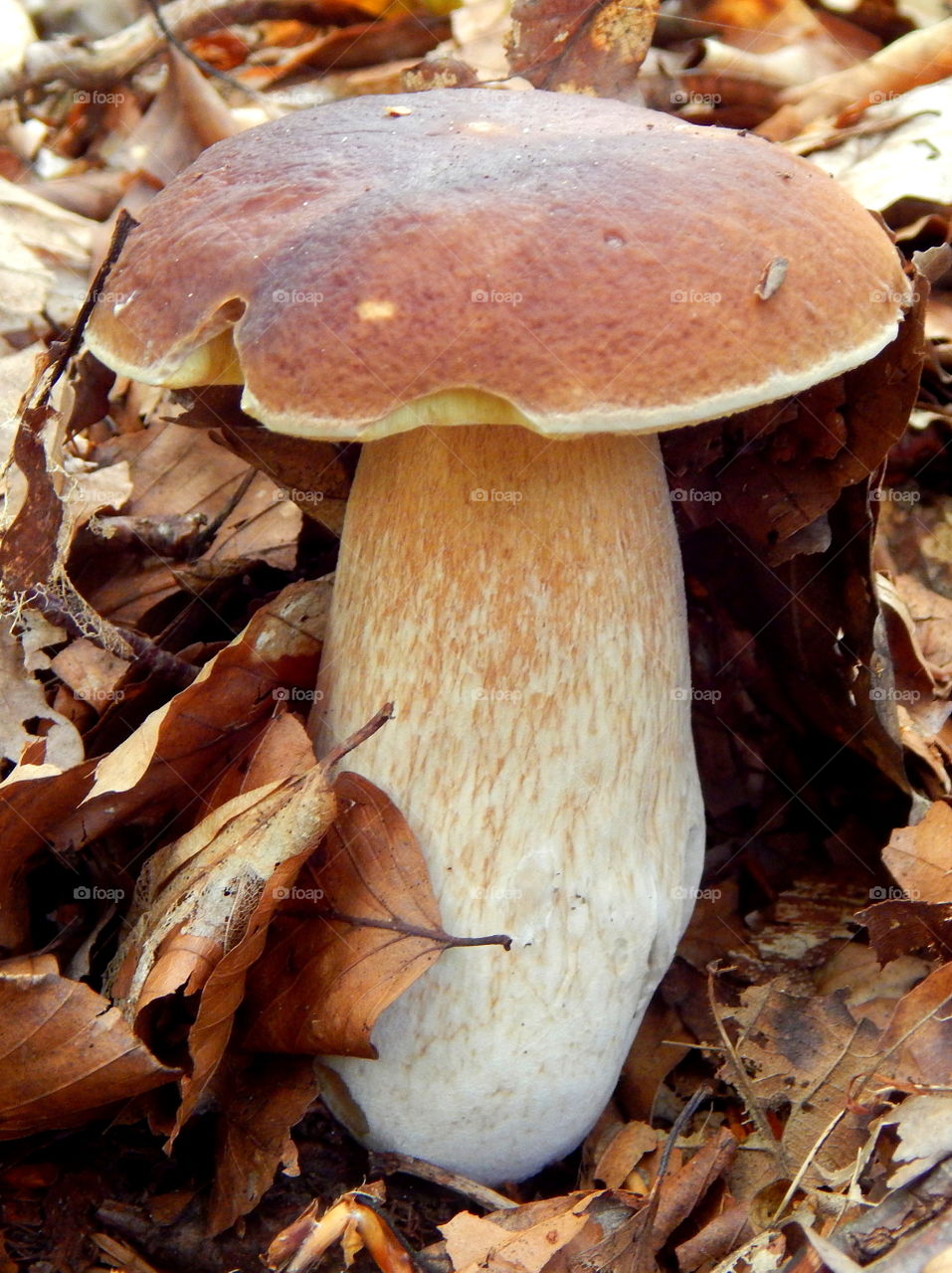 Beautiful Boletus