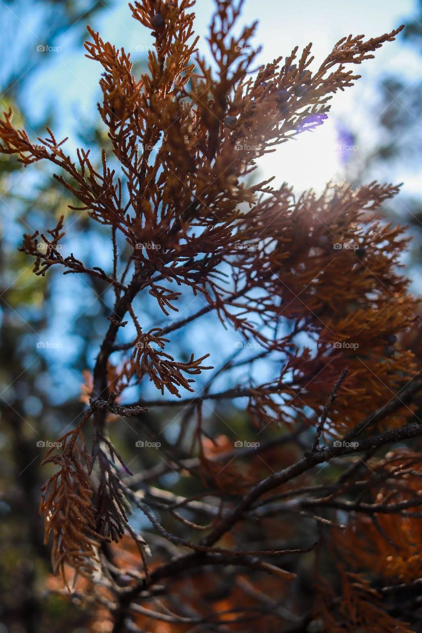 Peak through the branch