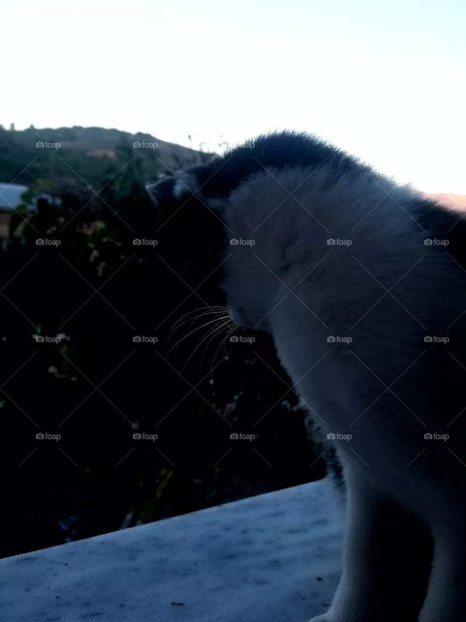 cat
