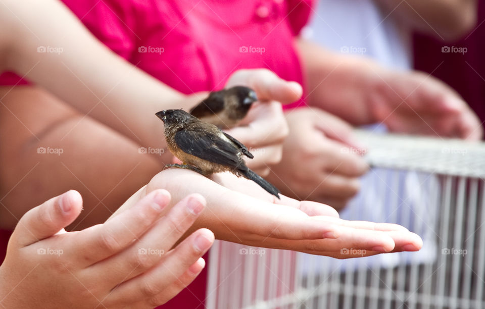 Setting free animal