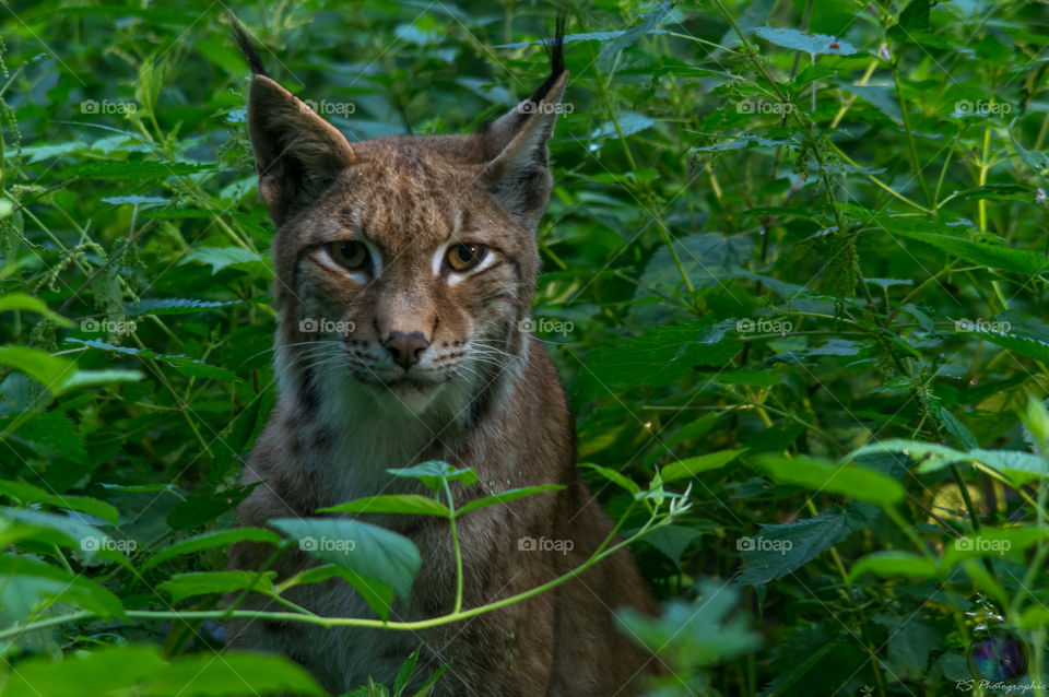 Lux. I Shot this Photo in a Wildlife Park in Germany 