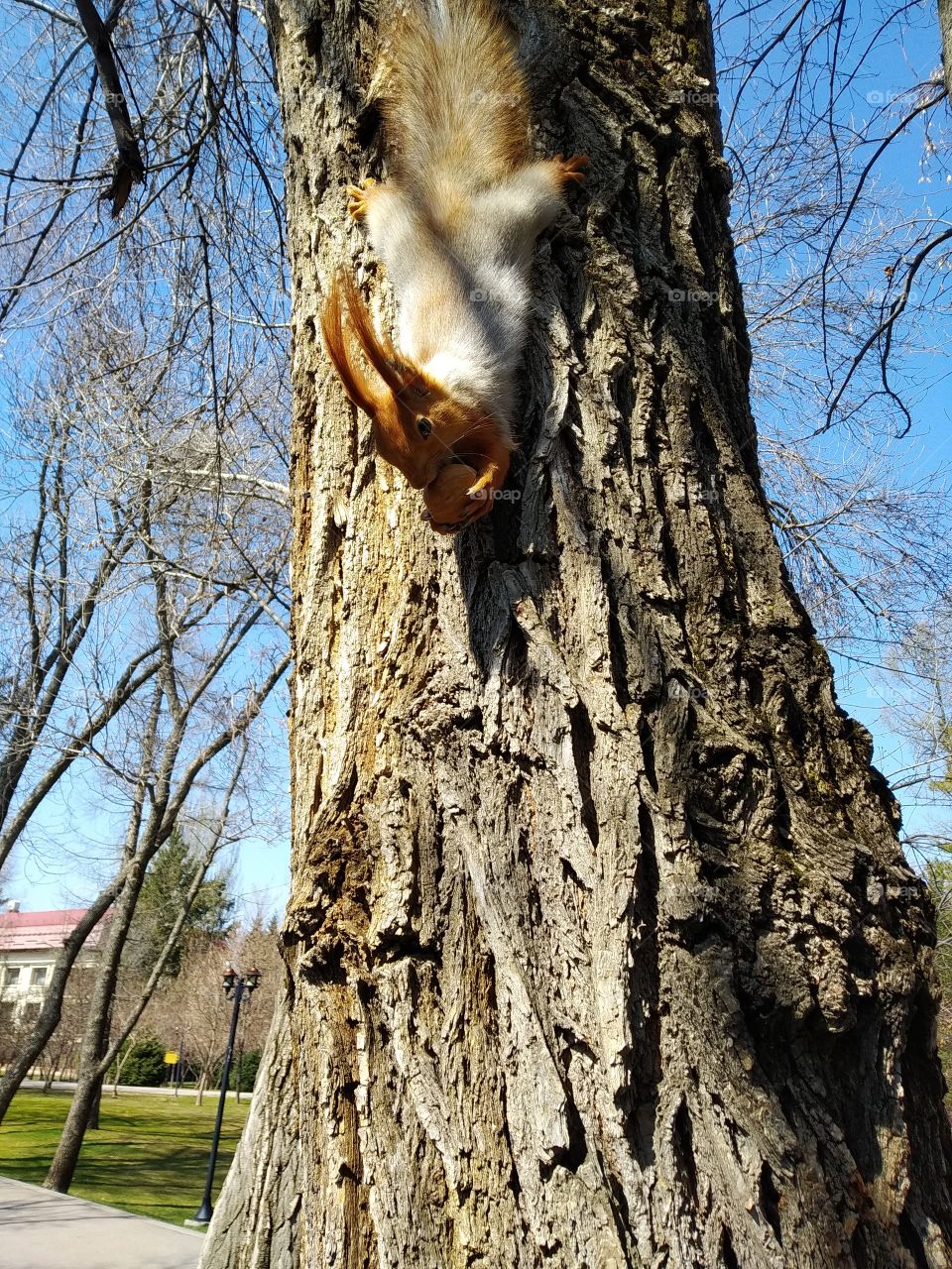 squirrel