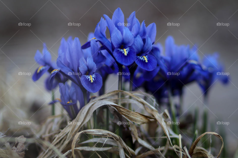 Dreamy irises in spring