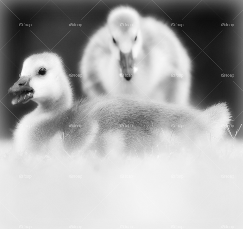 family love babies geese by lightanddrawing