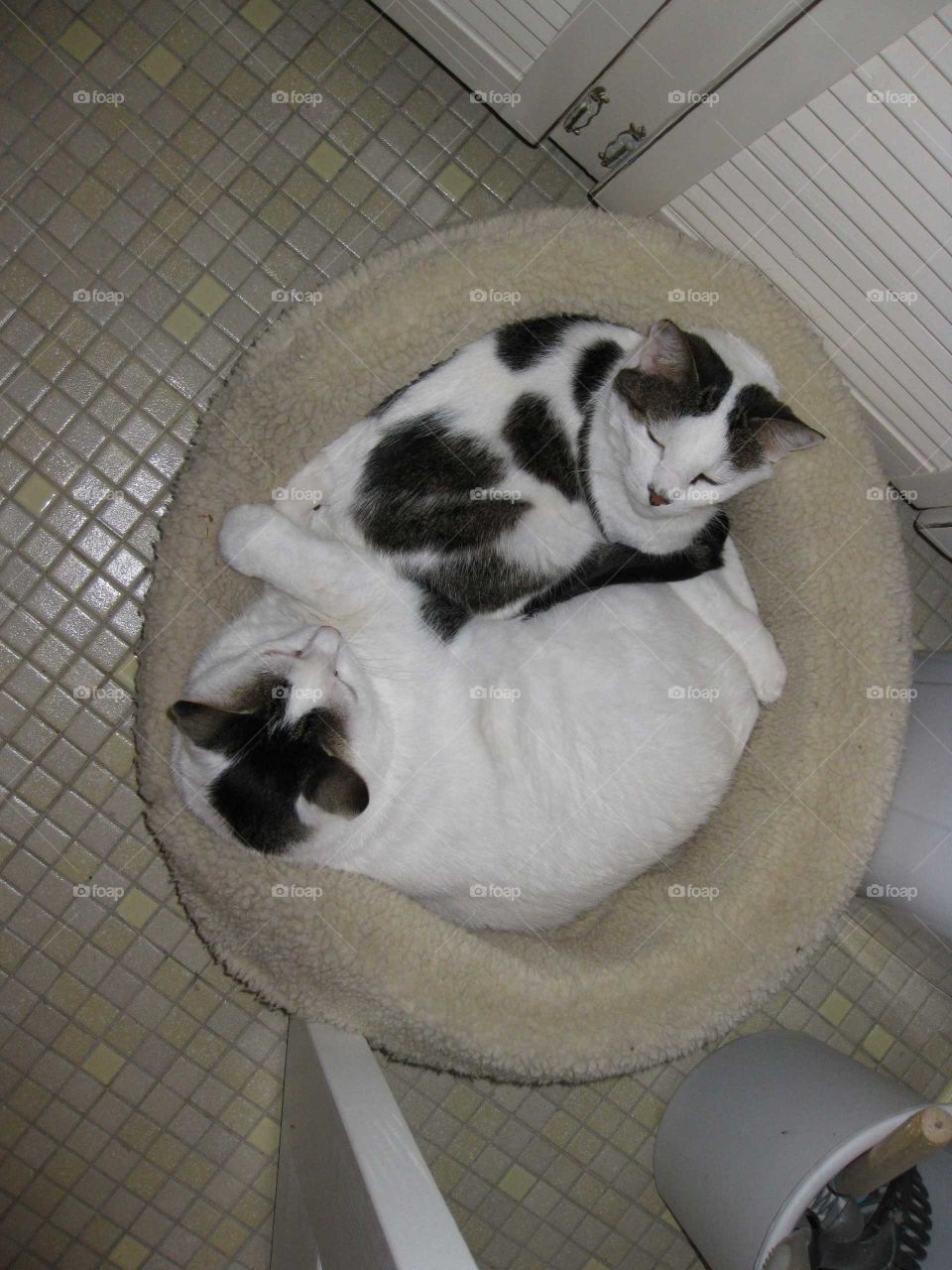 yin yang cat