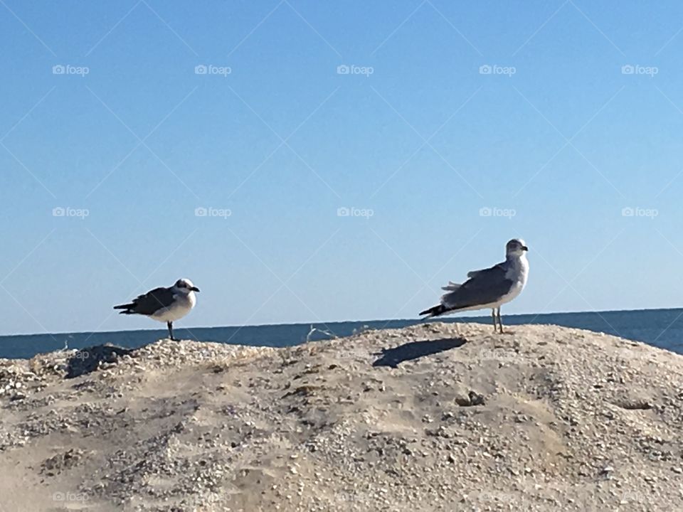 Two birds on a Dune