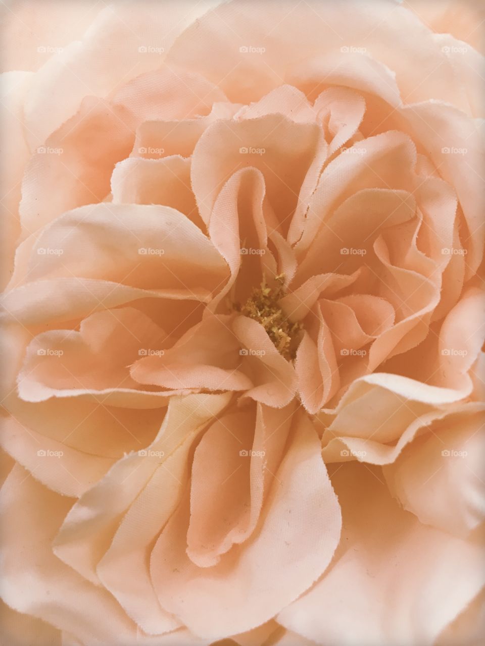 Peach flower