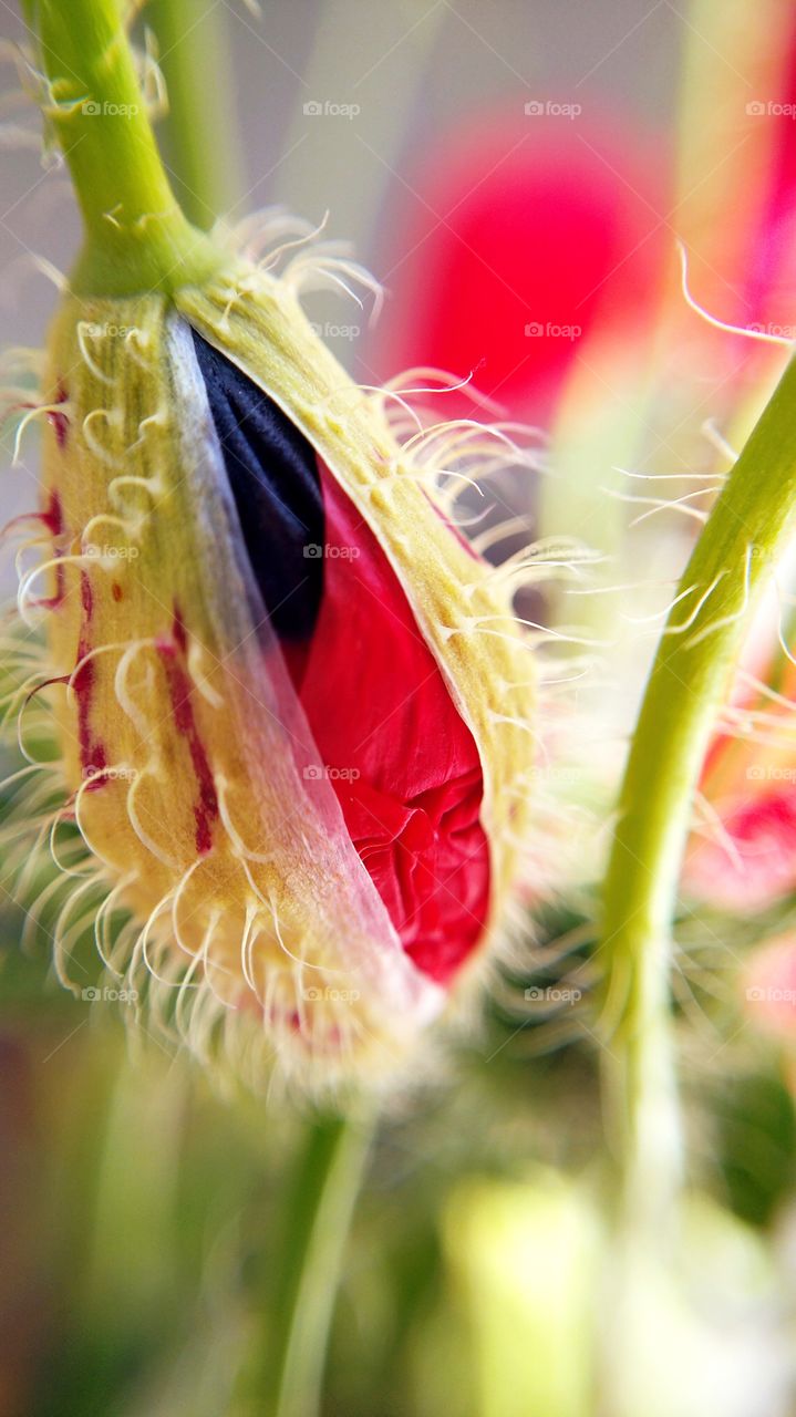 A bud of poppy ready to blossom