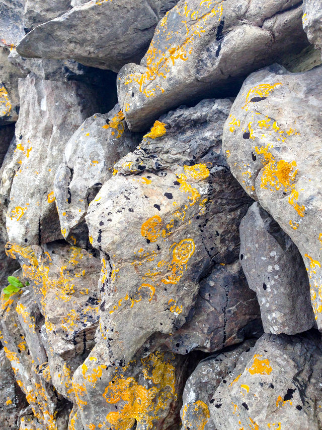 Lichen