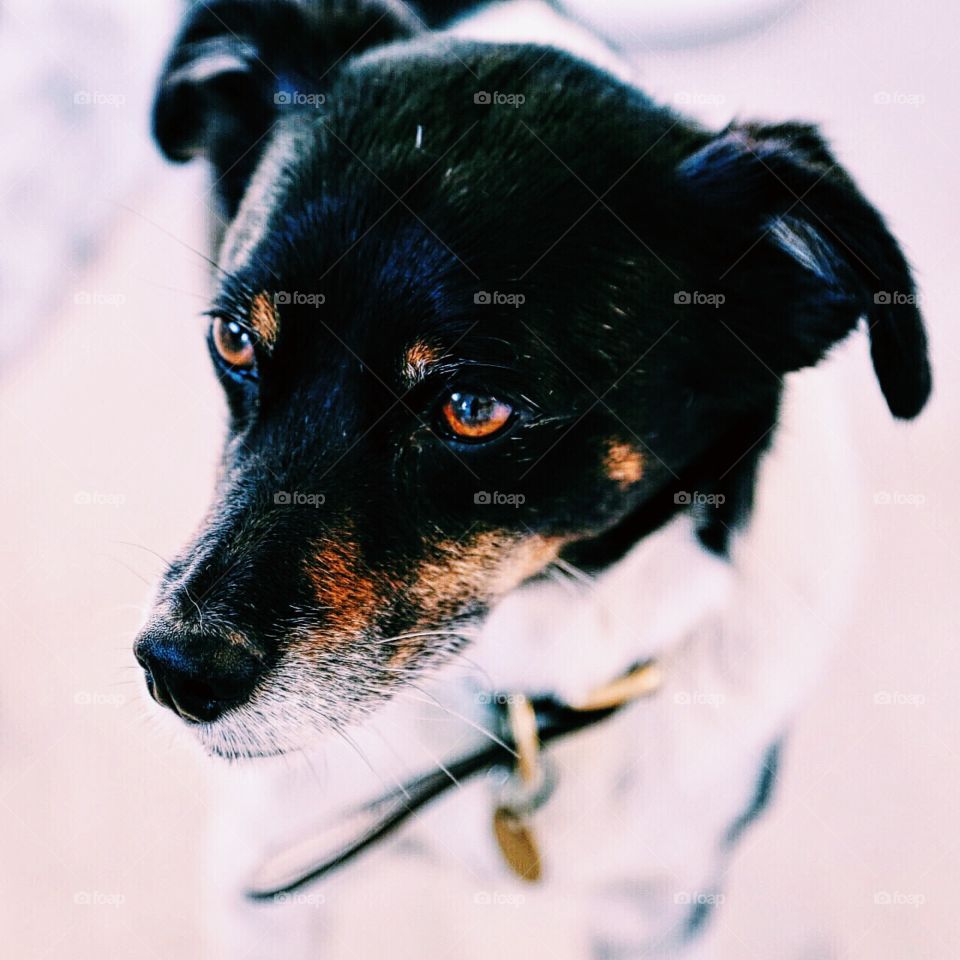 Beautiful dog portrait