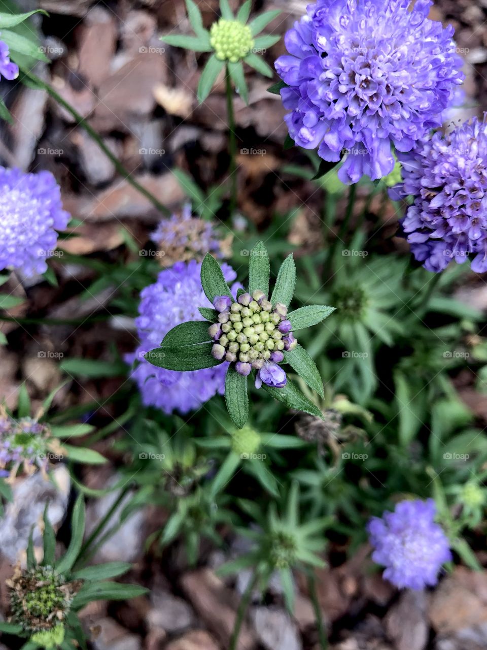 Overhead closeup of purple pincushion flower looks like miniature solar system 