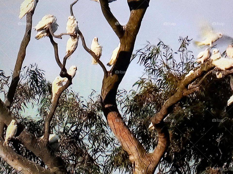 birds on tree branch