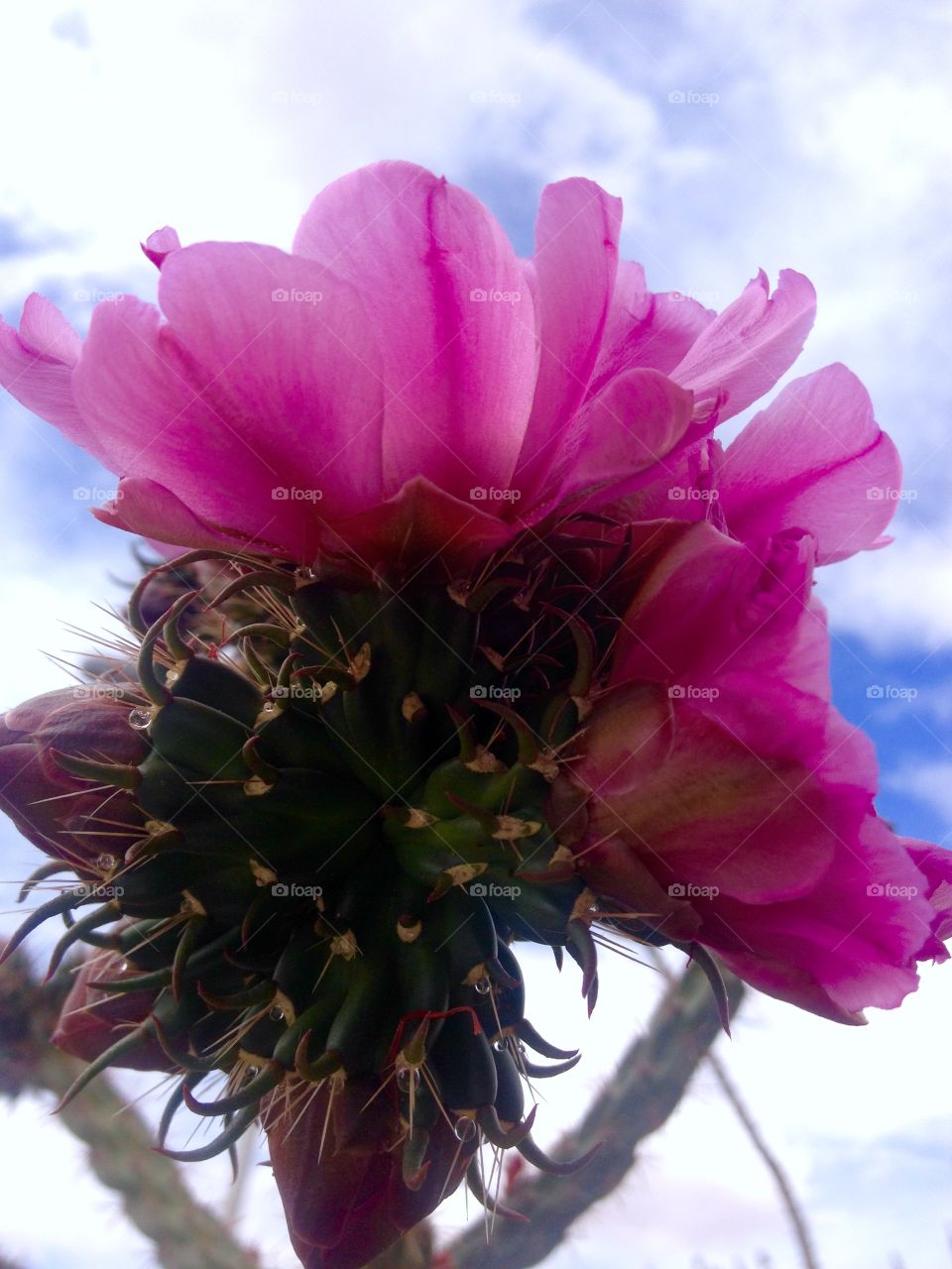 Cactus flower. Cactus in bloom