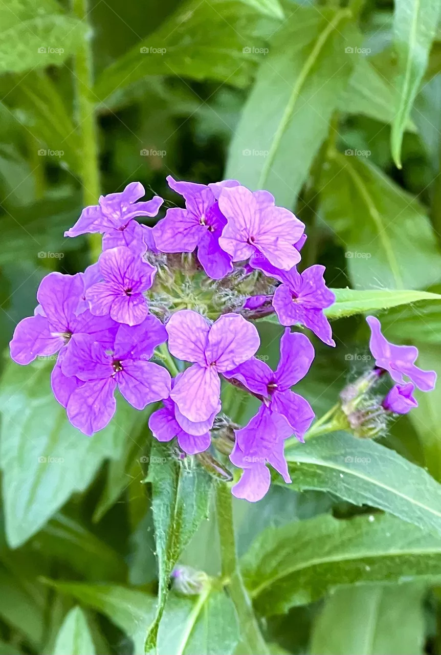 Lunaria annua. General view of a flowering plant. Scientific classification. Domain: Eukaryotes. Kingdom: Plants. Clade: Flowering plants.