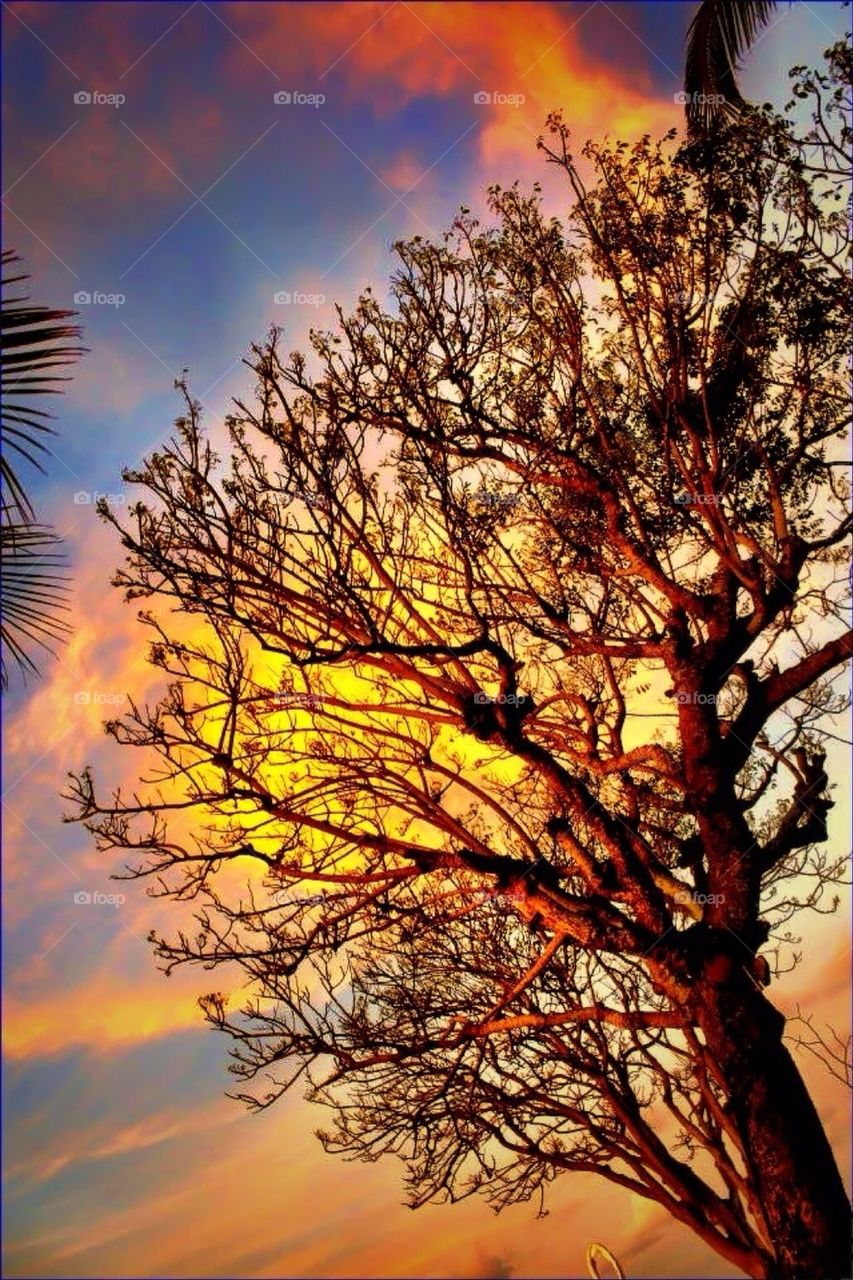 Branches n sunset