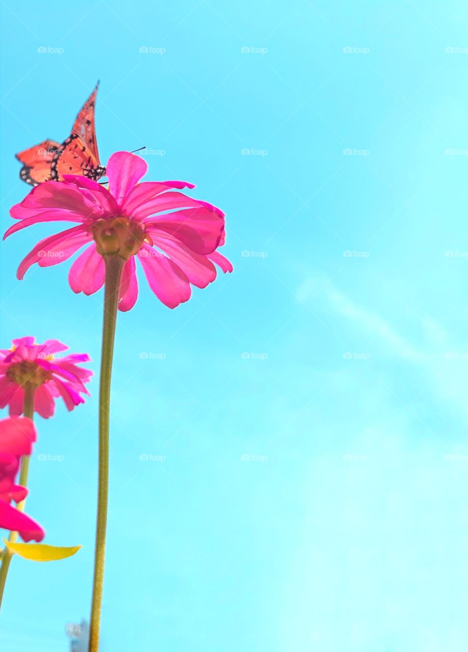 a Flower Butterfly