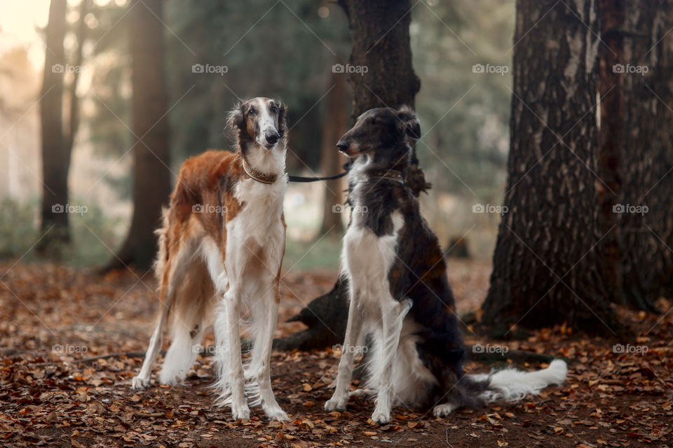 Russian borzoi dogs portrait in an autumn park