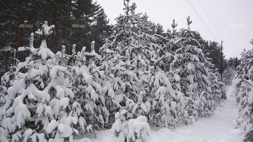 Christmas tree winter