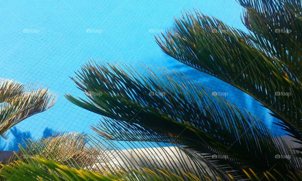 palm leaves over a swimming pool