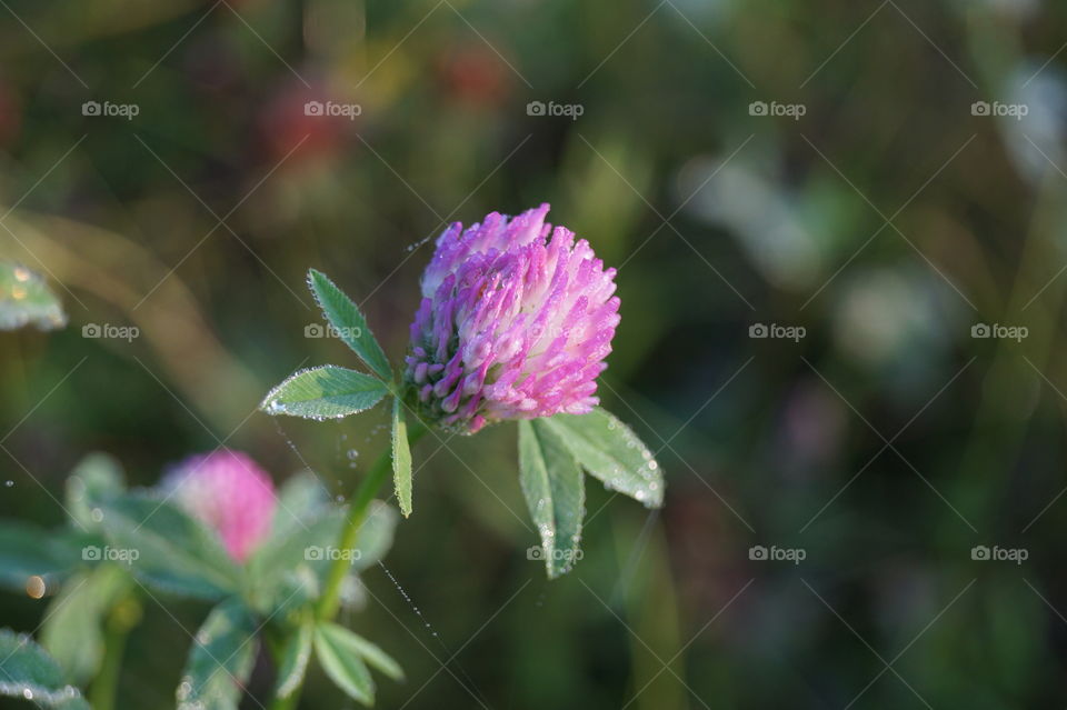 pink clover