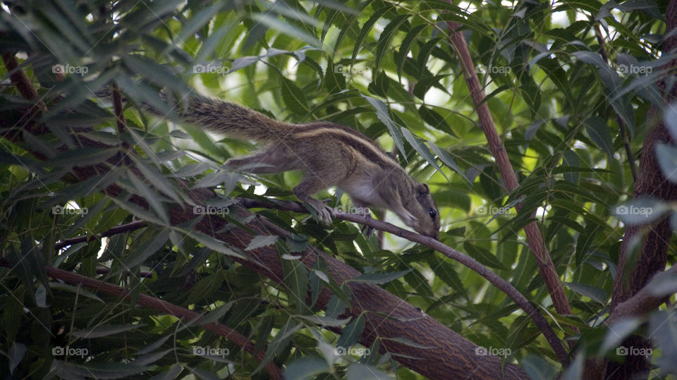 Squirrel - light and cute - among the greens - searching for food - eco-friendly.