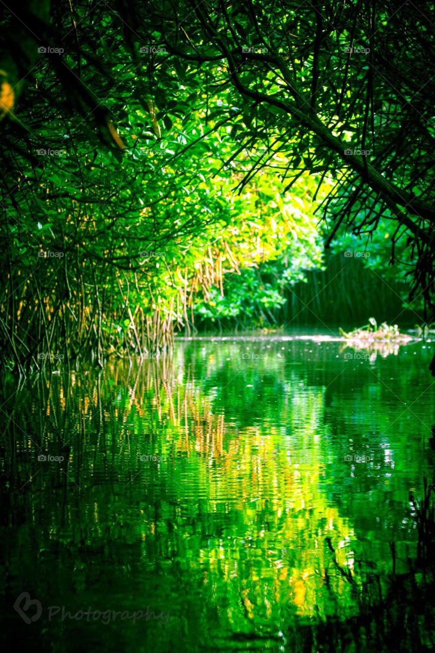 pichavaram mongrove forest